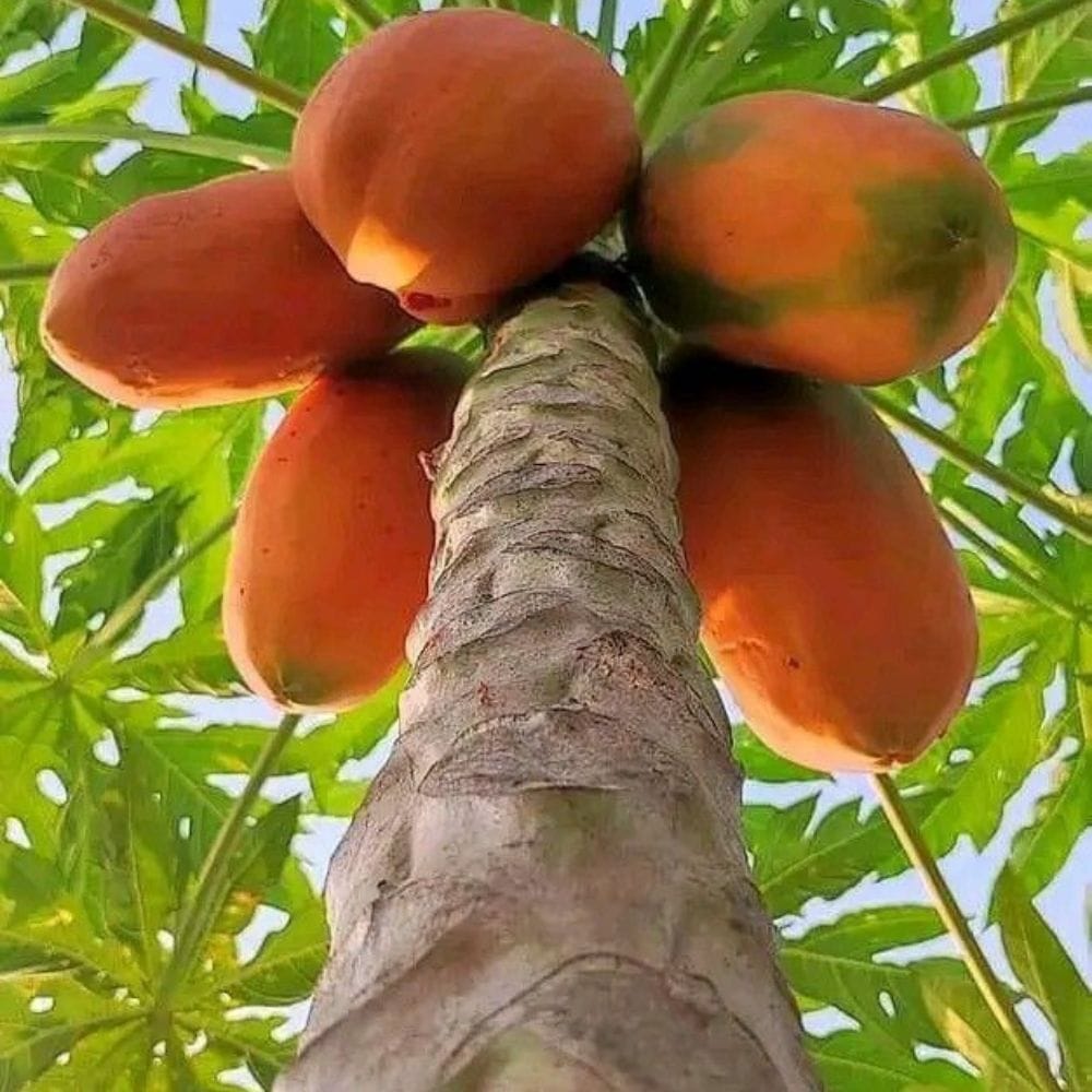 நாம் அன்றாடம் உண்ணும் உணவுகள் சரியான முறையில் ஜீரணமாகாவிட்டால் அது உடலில் பல பெரிய உபாதைகளையும் ஆபத்துகளையும் ஏற்படுத்தும். பப்பாளி பழத்தில் அதிக அளவில் நிறைந்துள்ள இயற்கை நார்ச்சத்தானது நமது உடலின் செரிமானத் திறனை மிகச் சிறந்த முறையில் ஊக்குவிக்கிறது.