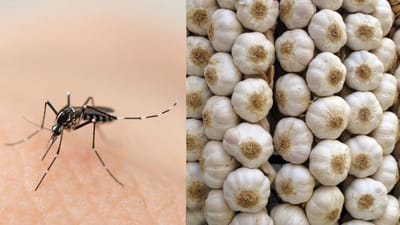 பூண்டு கொசுக்களை விரட்டுமா? – உண்மையா, மித்யையா?