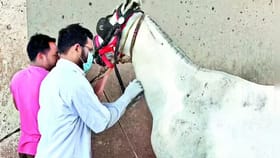 கிளாண்டர்ஸ் நோய் தொற்று.. 140 குதிரைகளுக்கு அவசர ரத்த பரிசோதனை.. கால்நடைத்துறை எச்சரிக்கை!...