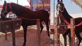 சென்னையில் கிளாண்டர்ஸ் தொற்றால் குதிரை உயிரிழப்பு – கண்காணிப்பு தீவிரம்...