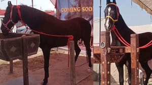 சென்னையில் கிளாண்டர்ஸ் தொற்றால் குதிரை உயிரிழப்பு – கண்காணிப்பு தீவிரம்