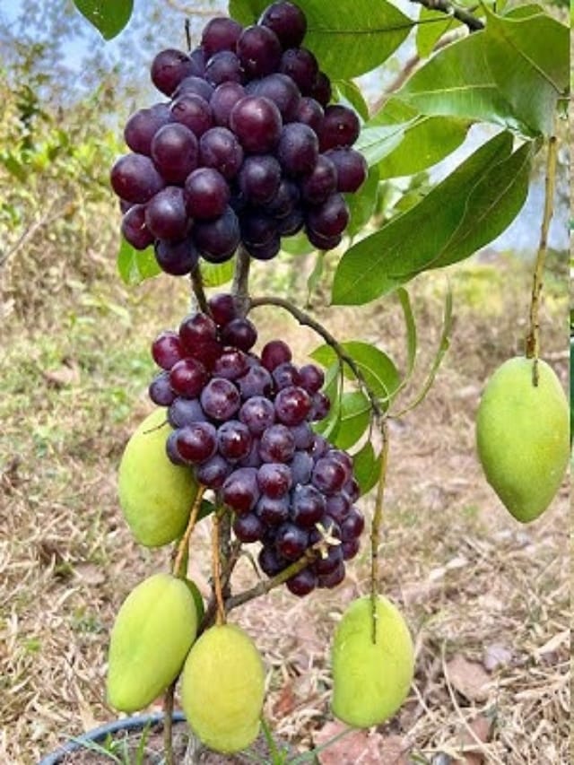 இதயத்தையும் கண்ணையும் காக்கும் மாம்பழம் - திராட்சை!