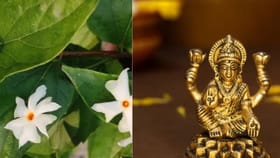 வீட்டில் பாரிஜாதம் செடி வளர்க்கலாமா? ஆன்மிக நம்பிக்கை சொல்லும் டிப்ஸ்!...