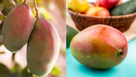 Kitchen Hacks: மாம்பழங்களை ஃப்ரிட்ஜில் வைக்கலாமா? இந்த தவறுகள் வேண்டாம்..!...