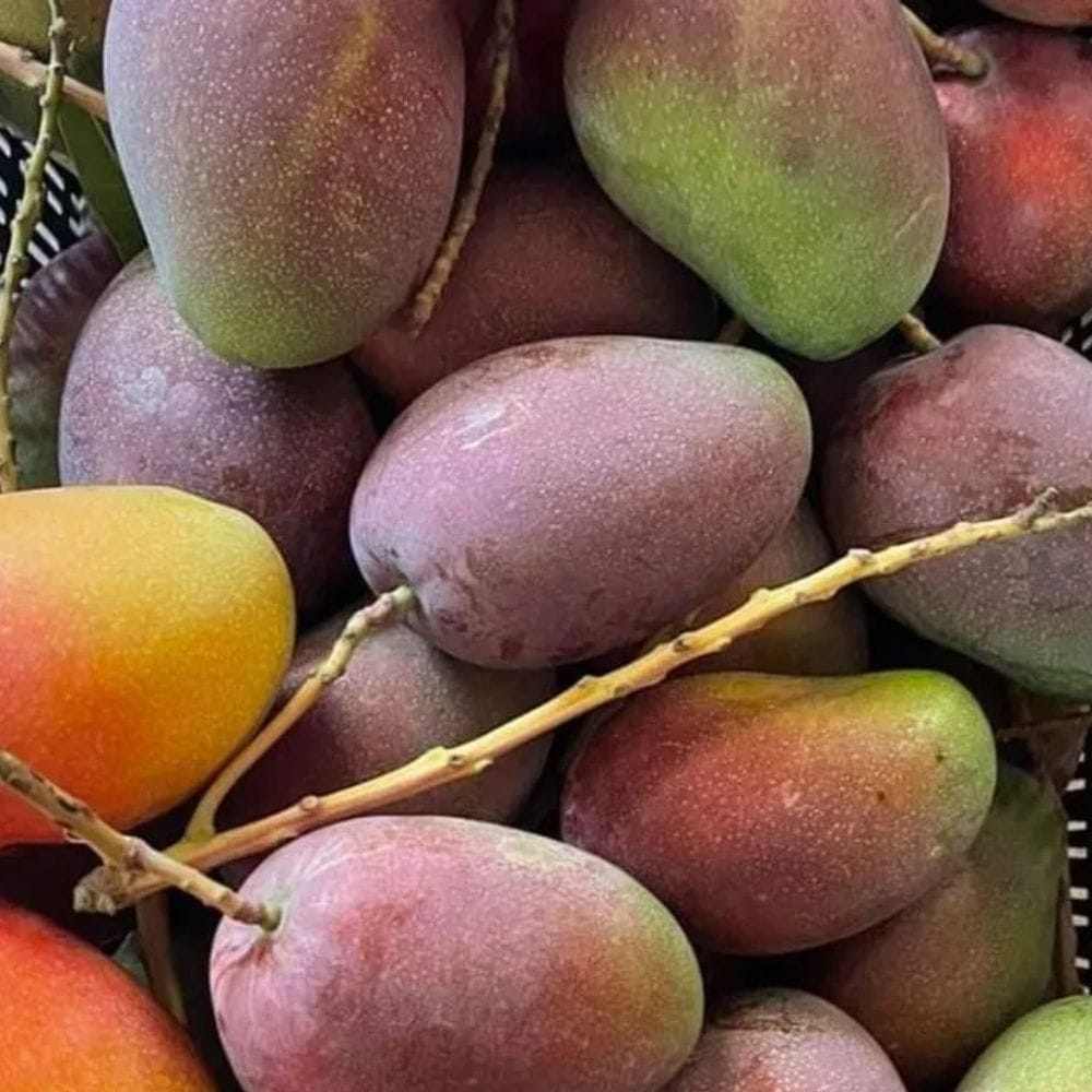 சிலர் மாம்பழங்களை அதிக அளவில் வாங்கி, குளிர்சாதனப் பெட்டியில் வைத்தால் அவற்றின் புத்துணர்ச்சி குறையாது என்று எண்ணி, அங்கு சேமித்து வைக்கின்றனர். இதனால், பலரின் மனதில் எழும் கேள்வி இதுதான். எனவே, மாம்பழங்களை எங்கு எப்படி சேமிப்பது என்பதை தெரிந்துகொள்வது முக்கியம்.
