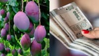 ரூ.3 லட்சத்திற்கு விற்பனை செய்யப்படும் ஒரு கிலோ மாம்பழம்!...