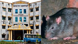 திருவாரூர் அதிர்ச்சி: அரசு மருத்துவமனை பிரேதக் கிடங்கில் சடலத்தை கடித்த எலிகள்! திருவாரூர் அதிர்ச்சி: அரசு மருத்துவமனை பிரேதக் கிடங்கில் சடலத்தை கடித்த எலிகள்!