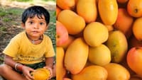உயர் பறிக்கும் நஞ்சா மாம்பழம்? ஆசிஃபாபாத்தில் 5 வயது சிறுவன் பலி...