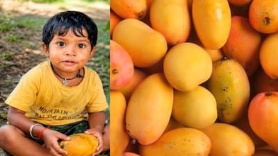 உயிர் பறிக்கும் நஞ்சா மாம்பழம்? ஆசிஃபாபாத்தில் 5 வயது சிறுவன் பலி
