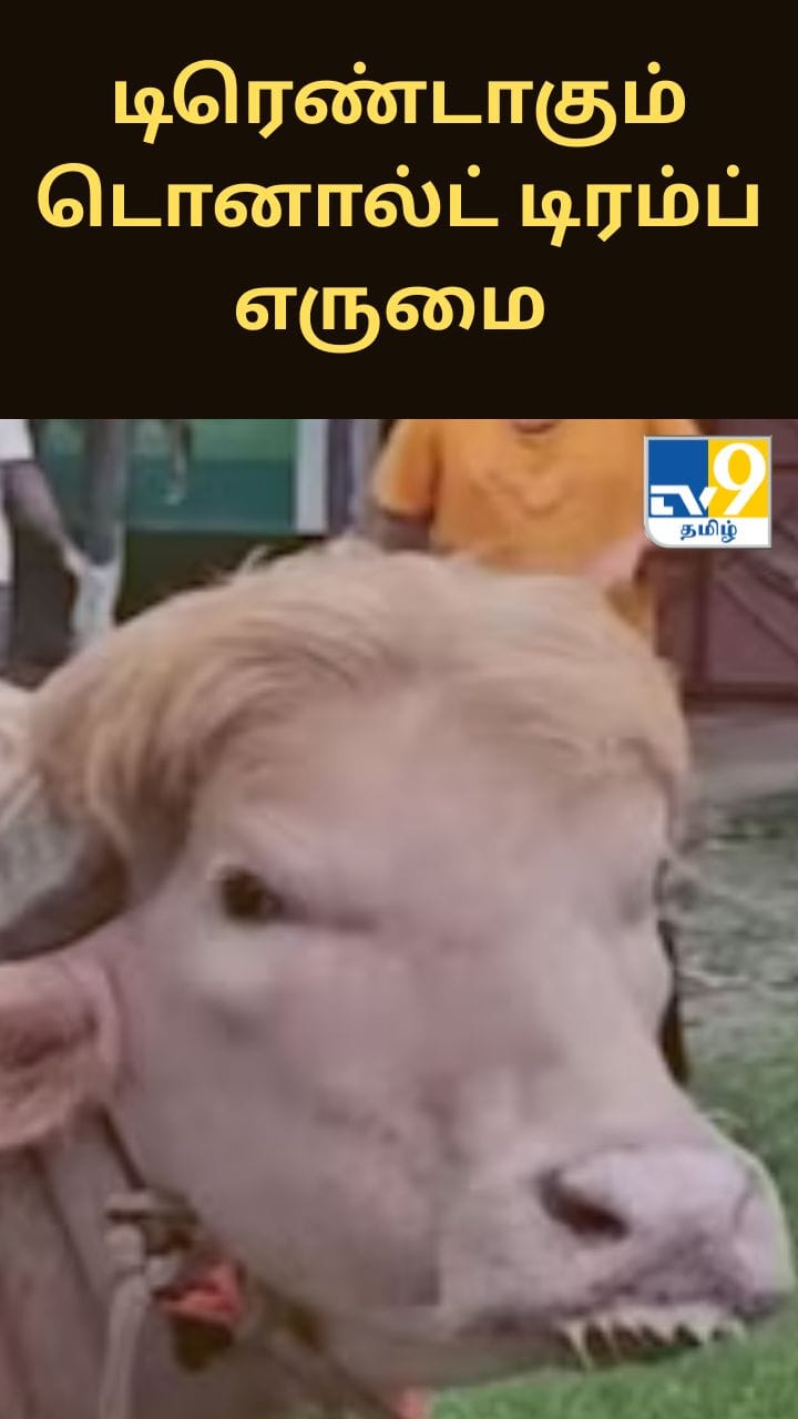 டிரெண்டாகும் டொனால்ட் டிரம்ப் எருமை - வைரலாகும் வீடியோ