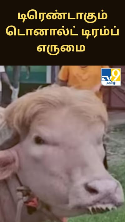 டிரெண்டாகும் டொனால்ட் டிரம்ப் எருமை - வைரலாகும் வீடியோ