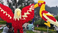 இன்று தொடங்கும் ஊட்டி ரோஜா கண்காட்சி.. 4,000 ரகங்கள்.....