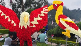 இன்று தொடங்கும் ஊட்டி ரோஜா கண்காட்சி.. 4,000 ரகங்கள்.. பூத்துக்குலுங்கும் ரோஜாக்கள்.....