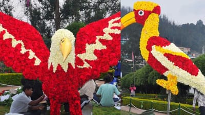 இன்று தொடங்கும் ஊட்டி ரோஜா கண்காட்சி.. 4,000 ரகங்கள்..