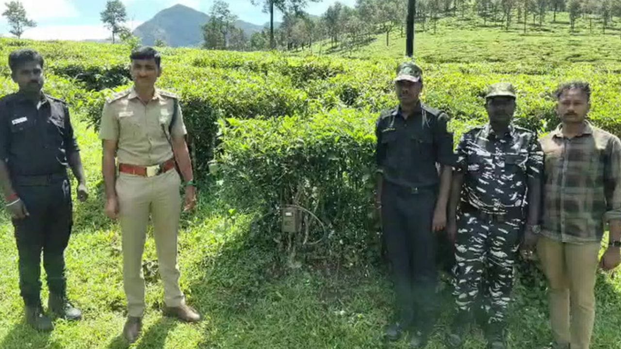 தானியங்கி கேமராக்களுடன் புலிகள் கணக்கெடுப்பு தொடக்கம்! தானியங்கி கேமராக்களுடன் புலிகள் கணக்கெடுப்பு தொடக்கம்!