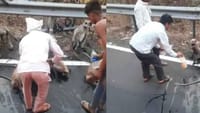 தண்ணீர் தாகத்தில் பேருந்தை வழிமறித்த குரங்குகள்!...