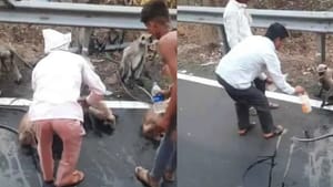 Viral Video : தண்ணீர் தாகத்தில் பேருந்தை வழிமறித்த குரங்குகள்.. வைரல் வீடியோ! Viral Video : தண்ணீர் தாகத்தில் பேருந்தை வழிமறித்த குரங்குகள்.. வைரல் வீடியோ!