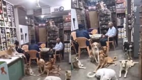 Viral Video : கொளுத்தும் வெயில்.. தெருநாய்களுக்கு கடையில் அடைக்கலம் கொடுத்த நபர்.. வைரல் வீடியோ!...