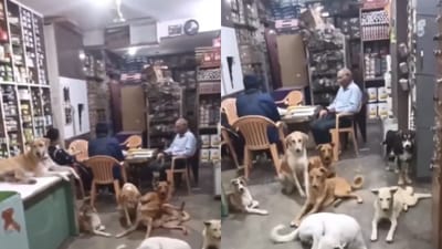 கொளுத்தும் வெயில் -தெருநாய்களுக்கு கடையில் அடைக்கலம் கொடுத்த நபர்