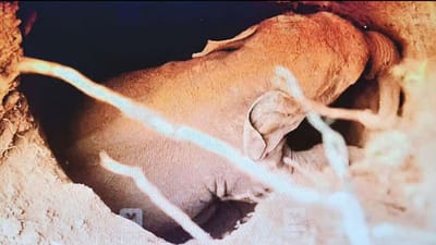 கிணற்றில் விழுந்த குட்டி யானை 3 மணி நேரத்திற்கு பிறகு மீட்பு!