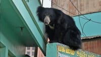 வீடுகளின் மீது ஏறி உலா வரும் கரடி.. பதற வைக்கும் வீடியோ...