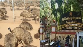 ஈமு கோழி பண்ணை நடத்தி மோசடி.. இருவருக்கு 10 ஆண்டு சிறை, ரூ.1 கோடி அபராதம்.. அதிரடி தீர்ப்பு!...