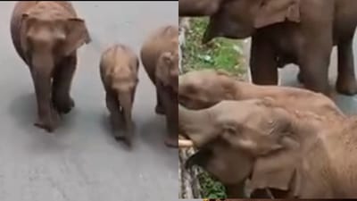 மேட்டுப்பாளையம்-குன்னூர் மலைப்பாதையில் ஹாயாக உலா வந்த யானைகள்..