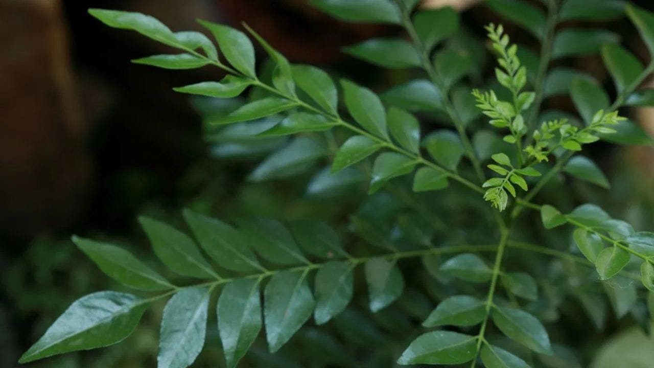 உடலில் இன்சுலின் எதிர்ப்பைக் குறைக்கவும், இரத்த சர்க்கரை அளவைக் கட்டுப்படுத்தவும் கறிவேப்பிலைக்குத் தனித்துவமான ஆற்றல் உள்ளது. இரத்தத்தில் சர்க்கரை அளவு அதிகமாக இருப்பது உடலில் கொழுப்பு சேர்வதற்குக் காரணமாக அமையலாம். சர்க்கரை அளவைக் கட்டுப்படுத்துவதன் மூலம் உடல் பருமன் மற்றும் நீரிழிவு நோயைத் தடுக்கலாம். உடலில் தீங்கு விளைவிக்கும் நச்சுகள் சேர்வது உடல் எடை அதிகரிப்பு மற்றும் வயிற்றுப் பகுதியில் கொழுப்பு சேர்வதற்கு வழிவகுக்கும். கறிவேப்பிலையில் உள்ள ஆன்டி-ஆக்ஸிடன்ட்டுகள் இந்த நச்சுகளை நீக்கி, கொழுப்பு கல்லீரல் மற்றும் கொலஸ்ட்ரால் அளவைக் குறைக்க உதவுகின்றன.