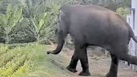 பவானிசாகர் பகுதியில் தோட்டங்களை சேதப்படுத்திய காட்டு யானை!...