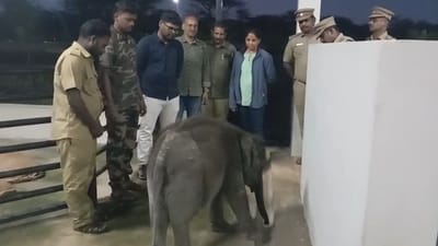 தாயைப் பிரிந்த குட்டி யானை கோழிக்கமுத்தி முகாமுக்கு மாற்றம்