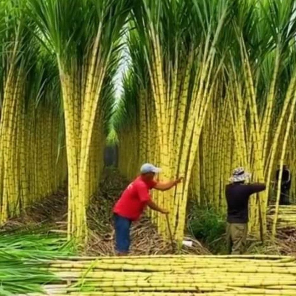 கர்ப்பமாக இருக்கும் பெண்கள் மிதமான முறையில் தங்களது உடல் எடையை அதிகரித்துக் கொள்வதற்கு இந்தக் கரும்புச் சாறு நல்ல பலனைத் தருகிறது. கர்ப்பிணிப் பெண்கள் கரும்புச் சாற்றை இஞ்சியுடன் சேர்த்து அருந்துவது உடலுக்கு மிகவும் நல்லது என்று இந்தத் தகவல் குறிப்பிடுகிறது. கரும்புச் சாற்றை அடிக்கடி குடிப்பதன் மூலம் நம் உடல் பல வியக்கத்தக்க ஆரோக்கிய நன்மைகளைப் பெறுகிறது.