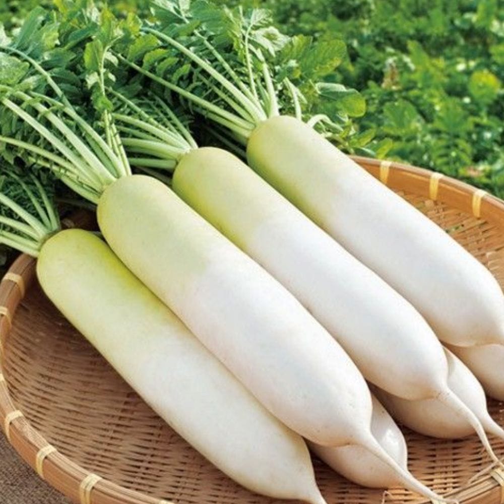 முள்ளங்கியில் உள்ள குளுக்கோசினோலேட் என்னும் சேர்மம் கல்லீரலில் இருக்கும் நச்சுக்களை வெளியேற்ற உதவுகிறது. இதனால் கல்லீரலின் செயல்பாடு மேம்படும். உடலில் உள்ள சோர்வு மற்றும் அழுத்தத்தை குறைக்கவும் இது உதவுகிறது. கல்லீரல் ஆரோக்கியத்தை பாதுகாக்க முள்ளங்கி பயனுள்ளதாக கருதப்படுகிறது.
