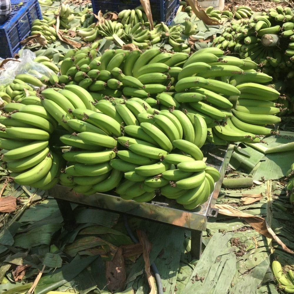 பச்சை வாழைக்காயை பொரியல், வறுவல், கூட்டு அல்லது சிப்ஸ் போன்ற உணவுகளுக்கு பயன்படுத்தலாம்; அதனால் சமையல் தேவைக்கு ஏற்ப சரியான அளவிலும் உறுதியான காய்களையும் தேர்வு செய்வது உதவும்.