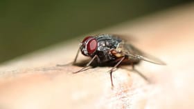 House Fly: மழை வந்ததும் வீட்டிற்குள் ஈ வருகிறதா..? விரட்ட எளிய குறிப்புகள் இதோ!...