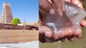 பக்தர்களே கவனம்.. திருச்செந்தூர் கடற்கரையில் ஒதுங்கும் ஆபத்தான மீன்கள்.. கடலோர பாதுகாப்பு குழு எச்சரிக்கை!...