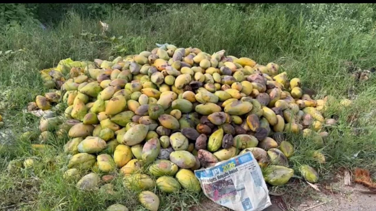 விலை வீழ்ச்சியால் சாலைகளில் கொட்டப்படும் மாங்காய்கள்.. கிருஷ்ணகிரி விவசாயிகள் வேதனை விலை வீழ்ச்சியால் சாலைகளில் கொட்டப்படும் மாங்காய்கள்.. கிருஷ்ணகிரி விவசாயிகள் வேதனை