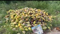 விலை வீழ்ச்சியால் சாலைகளில் கொட்டப்படும் மாங்காய்கள்.....