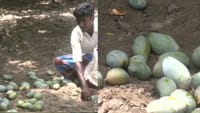 மாம்பழ விலை சரிவு; விவசாயிகள் வேதனை...