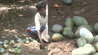 மாம்பழ விலை சரிவு; விவசாயிகள் வேதனை