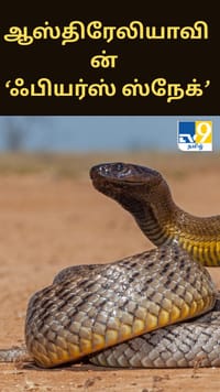 ஆஸ்திரேலியாவின் ‘ஃபியர்ஸ் ஸ்நேக்’; உலகையே ஆச்சரியப்படுத்தும் விஷ சக்தி...