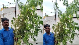 கோவையில் காய்கறி செடிகளுக்கு நடுவே கஞ்சா வளர்த்த வட மாநில தொழிலாளி – தட்டி தூக்கிய போலீஸ்...