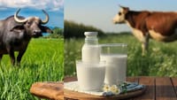 பசு பால் vs எருமை பால்: உடல்நலத்திற்கு எது சிறந்தது?...