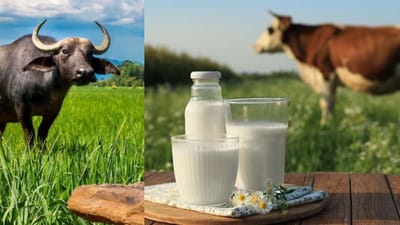 பசு பால் vs எருமை பால்: உடல்நலத்திற்கு எது சிறந்தது?