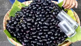 தினமும் நாவல் பழம் சாப்பிட்டால் என்ன நடக்கும்? மருத்துவர் சொல்லும் ரகசியம்!...