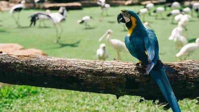 பறவைகளை நெருக்கமாக பார்க்க ஆசையா? திருச்சியில் புதிய ஸ்பாட்!
