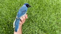 அதிசயப் பறவை: விஞ்ஞானிகளை மிரள வைத்த புதிய கண்டுபிடிப்பு!...