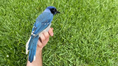 அதிசயப் பறவை: விஞ்ஞானிகளை மிரள வைத்த புதிய கண்டுபிடிப்பு!