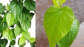 தினமும் காலையில் வெற்றிலை தண்ணீர்… டாக்டரே வியக்கும் ஆரோக்கிய பலன்...