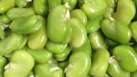 மொச்சைக்கொட்டையின் மகத்தான மருத்துவ குணங்கள்...