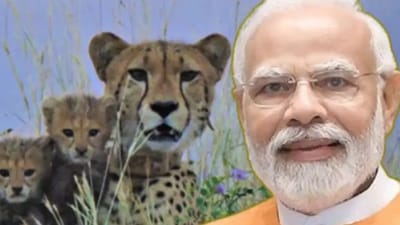 பிரதமர் மோடி ஆட்சிக்காலத்தில் சிறுத்தைக்கான முன்னெடுப்பு!